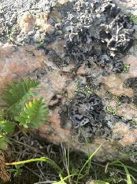 Umbilicaria virginis image