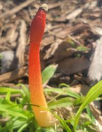 Phallus rugulosus image