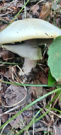 Agaricus didymus image