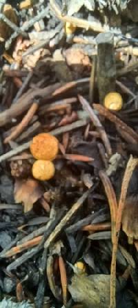 Crucibulum cyathiforme image
