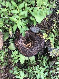 Hydnellum scabrosum image