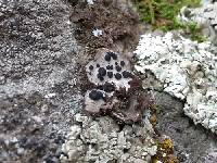 Umbilicaria virginis image