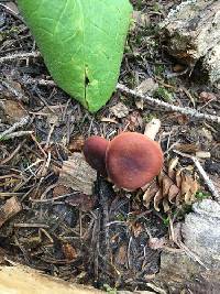 Lactarius badiosanguineus image