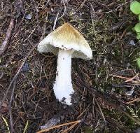 Pseudosperma sororium image