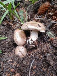 Hebeloma albomarginatum image