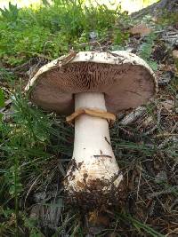 Agaricus amicosus image