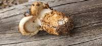 Tricholoma zelleri image