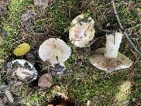 Hebeloma albomarginatum image