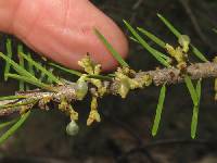 Caliciopsis arceuthobii image