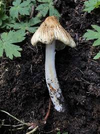 Pseudosperma sororium image