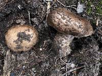 Agaricus amicosus image