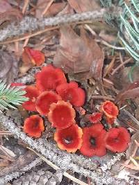 Microstoma protractum image