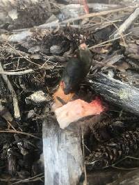 Phallus rugulosus image