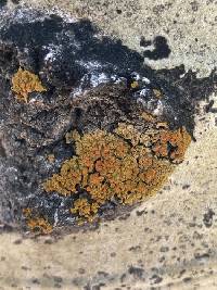 Xanthomendoza montana image