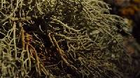 Usnea perplexans image