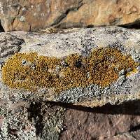 Calogaya saxicola image