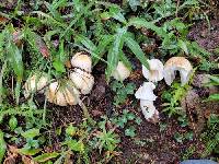 Agaricus didymus image