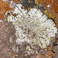 Protoparmeliopsis garovaglii image