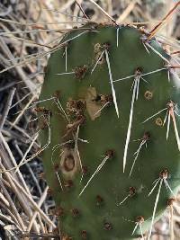 Phyllosticta concava image