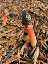 Phallus rugulosus image