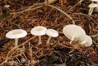 Clitocybe candicans image