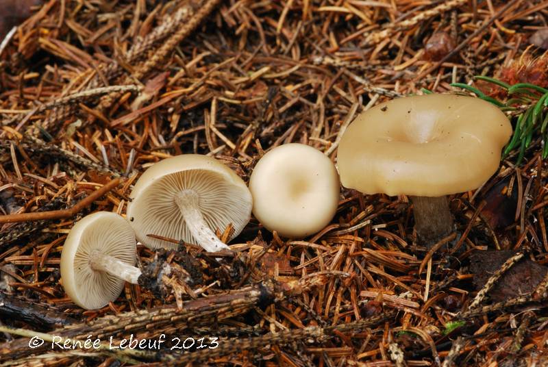 Tephrocybe image