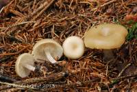 Image of Tephrocybe confusa