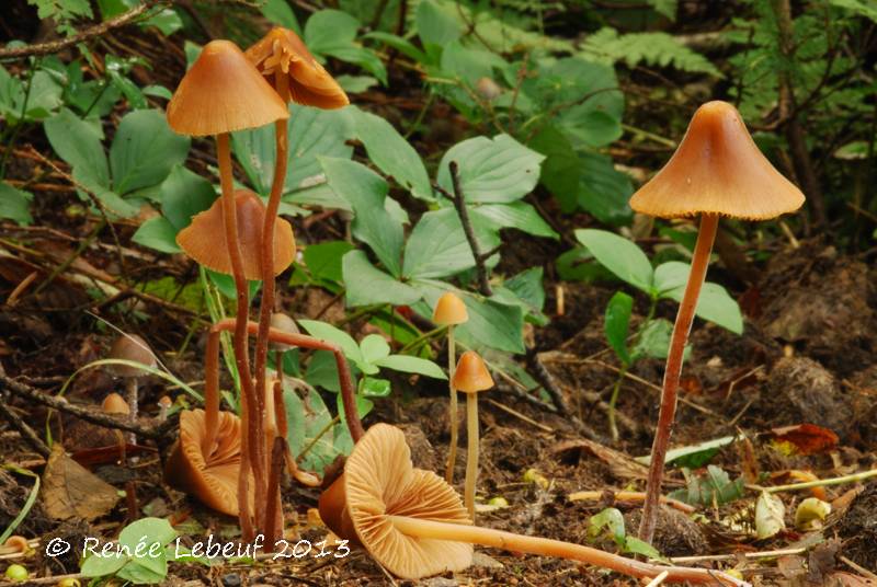 Conocybe striatipes image