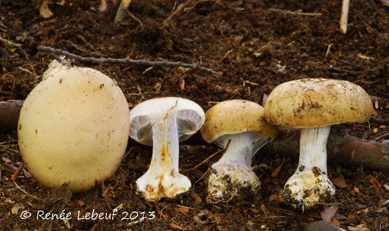 Cortinarius glaucocyanopus image