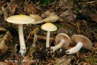 Cortinarius delibutus image