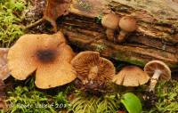 Cortinarius pholideus image