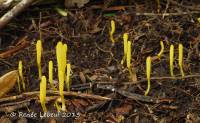 Clavulinopsis laeticolor image