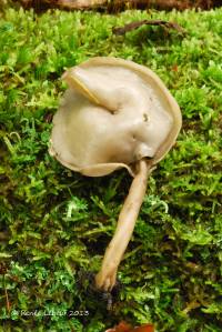 Helvella atra image