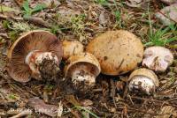 Cortinarius purpurascens image