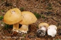 Cortinarius coniferarum image