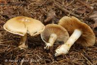 Cortinarius argutus image