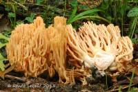 Ramaria neoformosa image