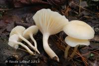 Hygrocybe borealis image