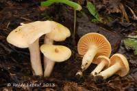 Hygrocybe pratensis image