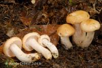 Hygrophorus pudorinus image