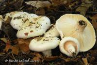 Hygrophorus sordidus image