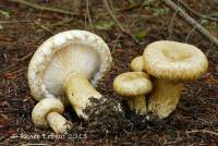 Lactarius scrobiculatus var. canadensis image