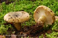 Lactarius sordidus image