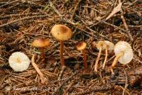 Lepiota castanea image