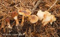 Lepiota castanea image