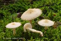 Lepiota clypeolaria image