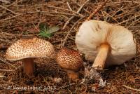 Lepiota cortinarius image