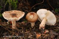 Lepiota cortinarius image