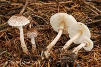 Lepiota felina image