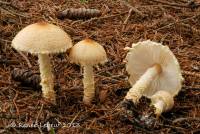 Lepiota magnispora image